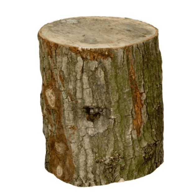 Boomstam 50 cm